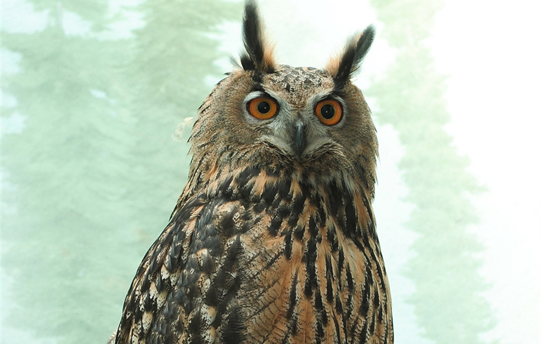Flaco, the Eurasian Eagle Owl. Photo credit:  Julie Larsen ©WCS